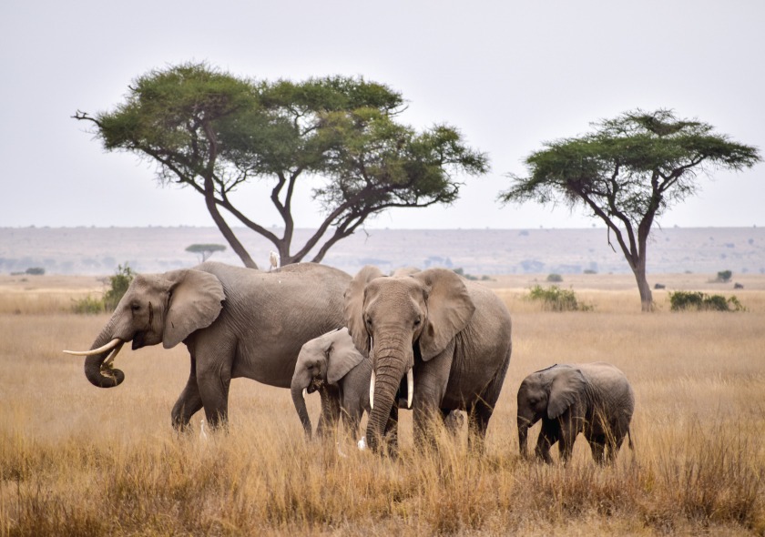 6 Day Elephant Footsteps