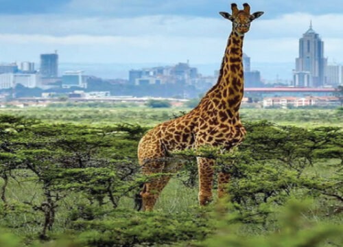 1 Day Nairobi Urban Safari