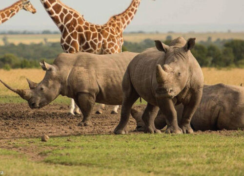 3 Day Lewa/Ol Pejeta Conservancy Adventure