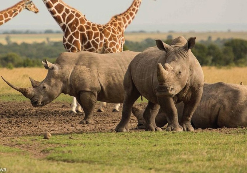 3 Day Lewa/Ol Pejeta Conservancy Adventure