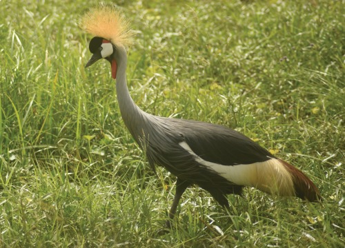 2 Days Amboseli Safari Break