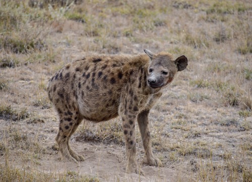 3 Day Tsavo East and Amboseli National Parks (Mid-Range)