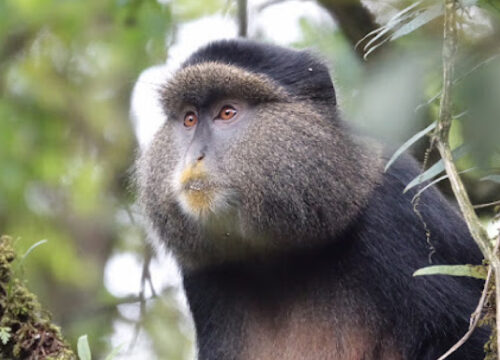 3 Days Uganda Gorilla Trekking Safari Via Kigali.