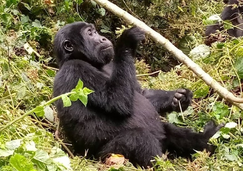 4 Day Double Gorilla Trekking Safari in Uganda