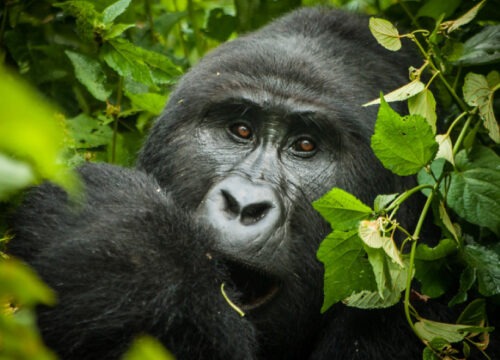 4 Day Gorilla Trekking Flying Safari: A Memorable  Adventure.