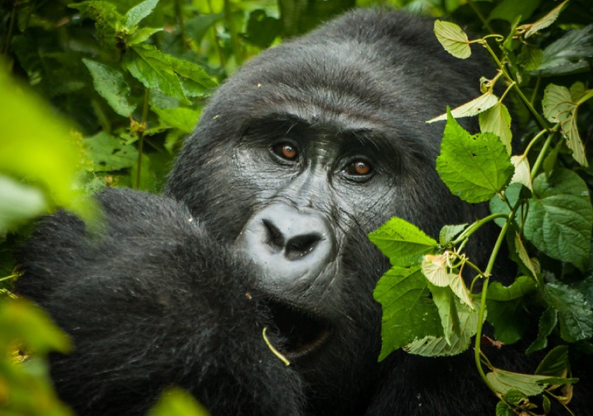 4 Day Gorilla Trekking Flying Safari: A Memorable  Adventure.