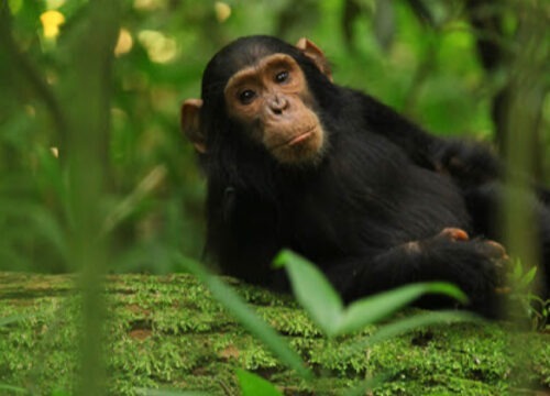 4 Days Gorilla Trekking Safari in Rwanda