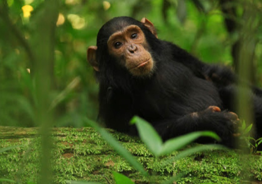 4 Days Gorilla Trekking Safari in Rwanda