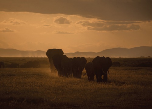 5 Day Tsavo East/West and Amboseli Parks Tour