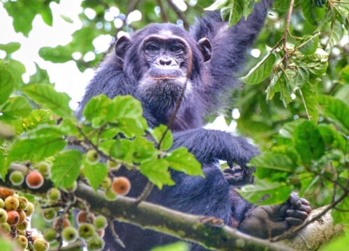 5 Days Luxury Rwanda Gorillas & Chimpanzee Safari