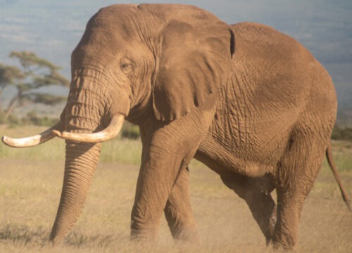 Amboseli Deals