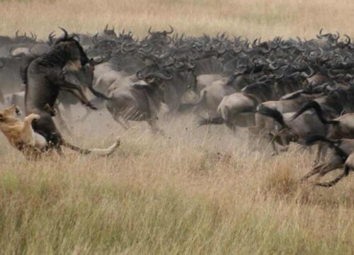 3-Day Wildbeest Migration Tour