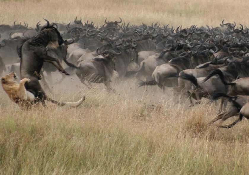 3-Day Wildbeest Migration Tour