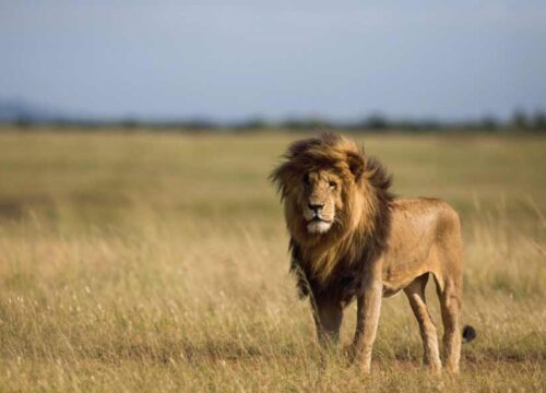 4-Day Lake Nakuru and Masai Mara Migration Budget Tour