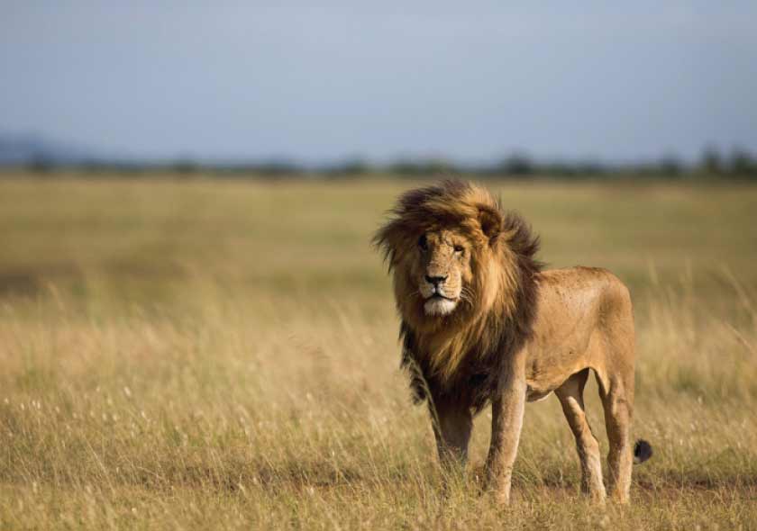 4-Day Lake Nakuru and Masai Mara Migration Budget Tour